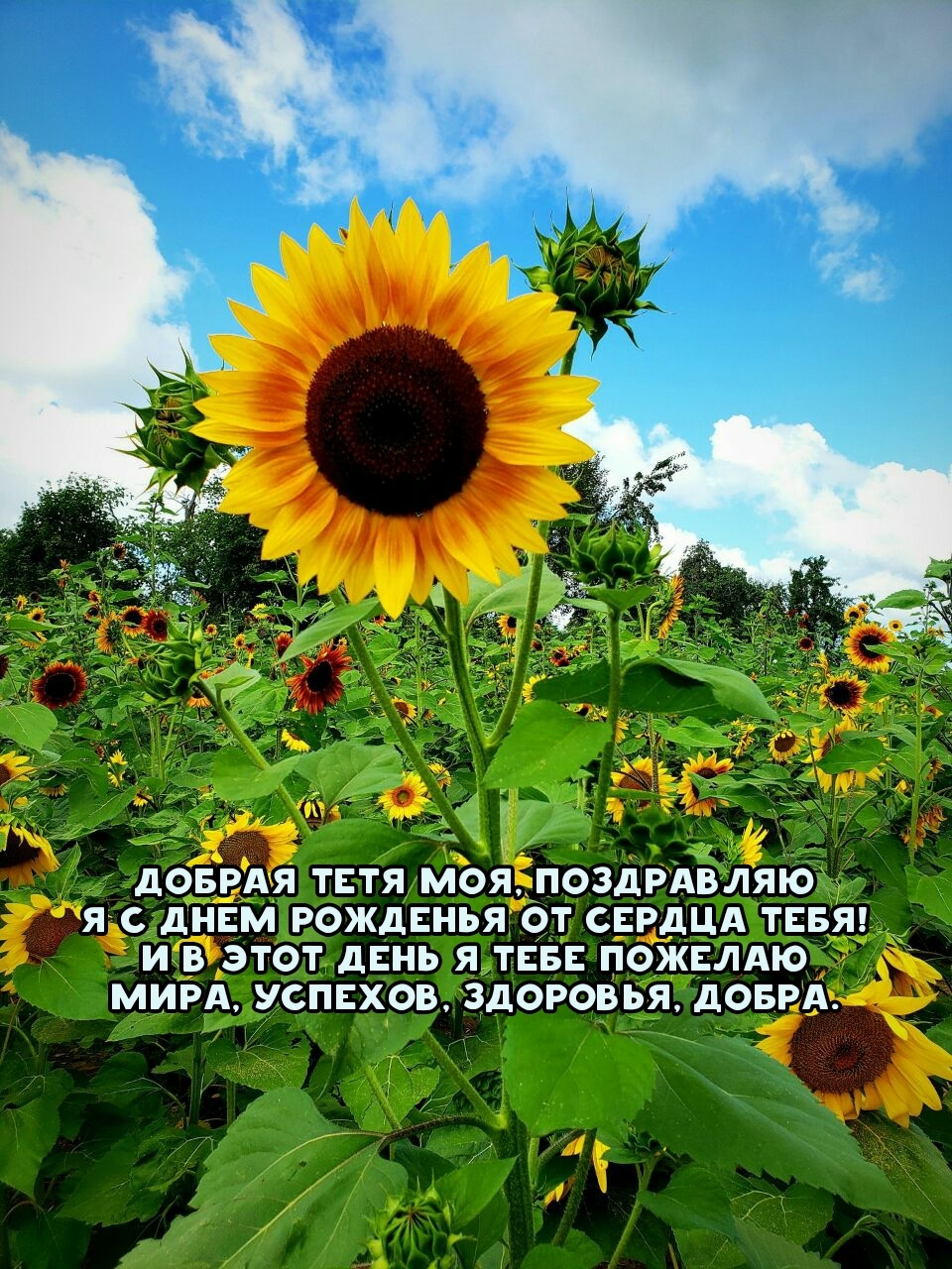 Добрая тетя моя, поздравляю я с днем рожденья от сердца тебя!