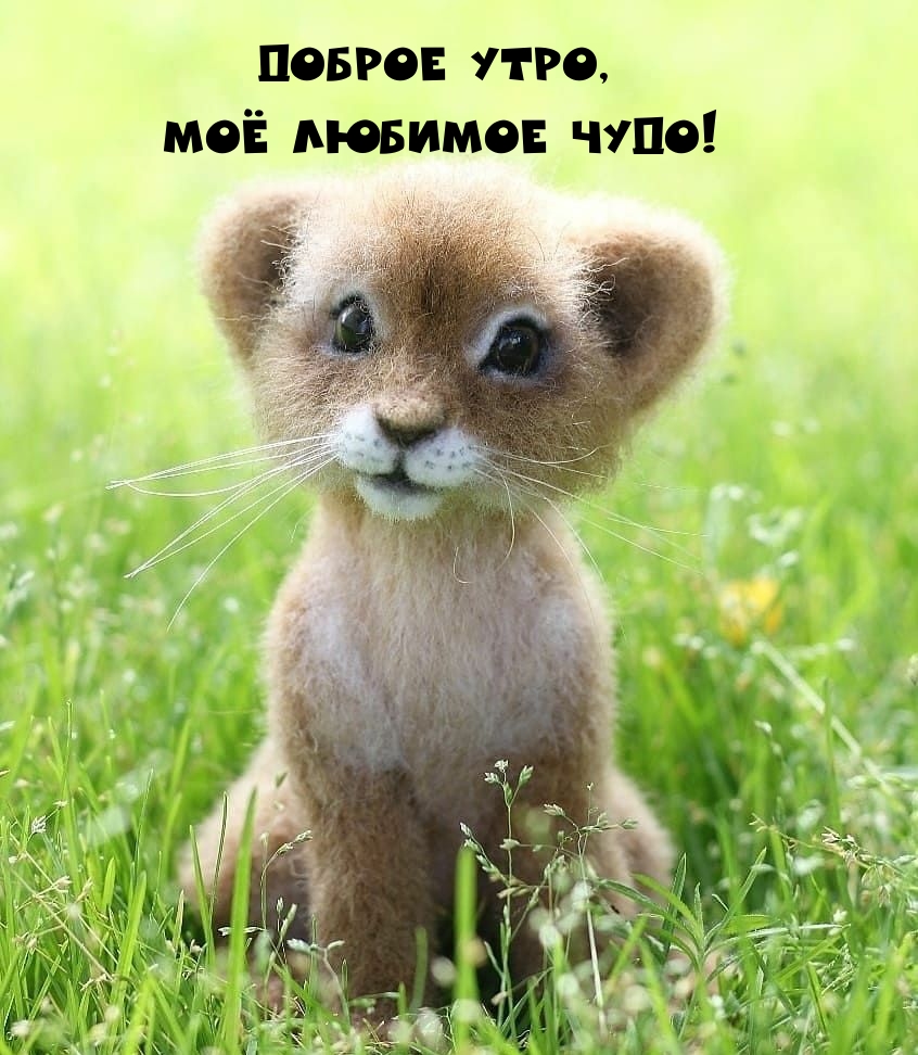 Доброе утро, моё любимое чудо!