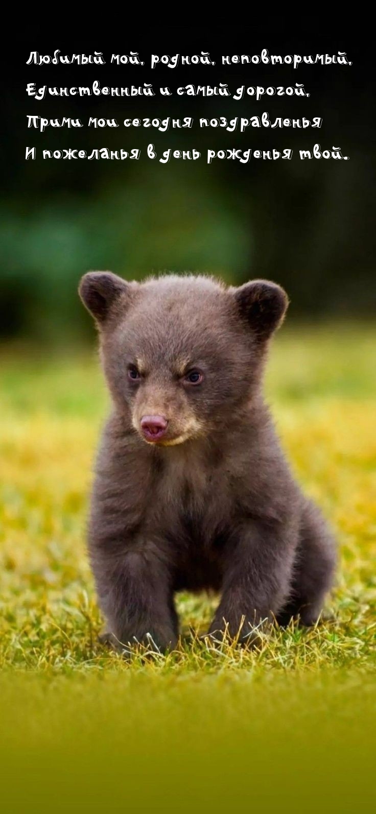 Любимый мой, родной, неповторимый, единственный и самый дорогой