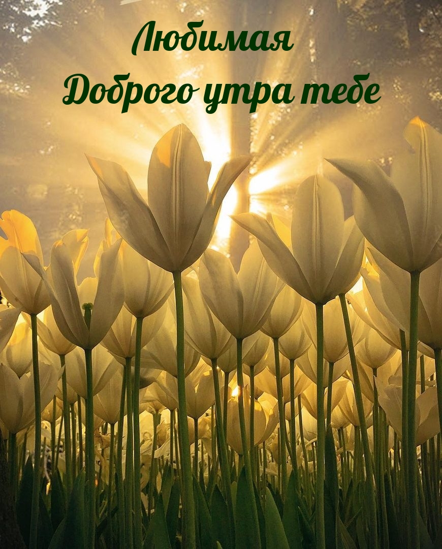 Любимая Доброго утра тебе