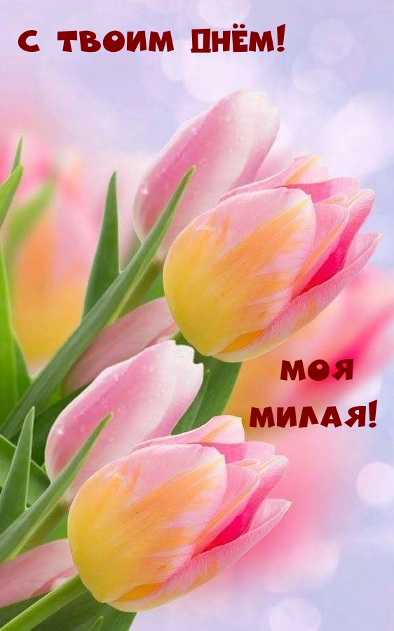 С твоим днём! Моя милая!