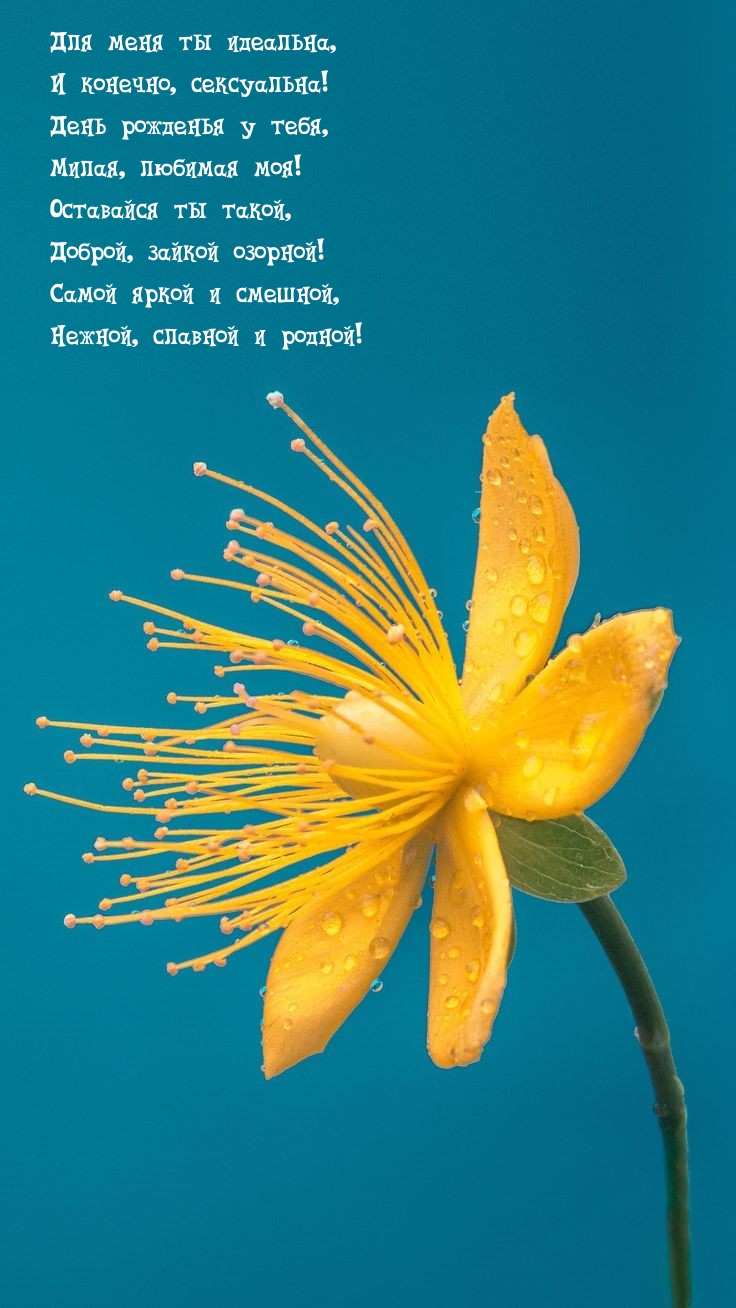 День рожденья у тебя, милая, любимая моя!