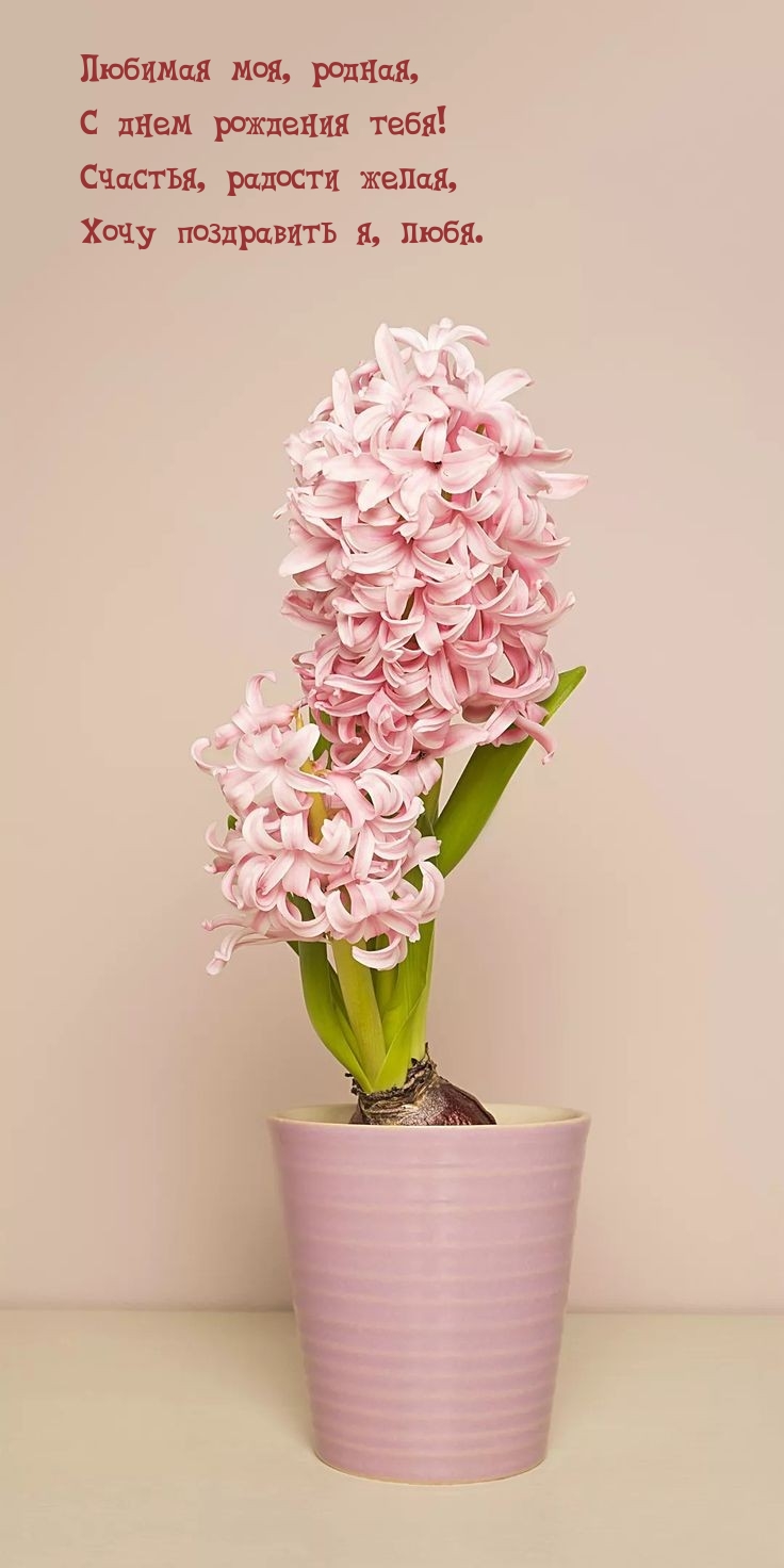 Любимая моя, родная, с днем рождения тебя!