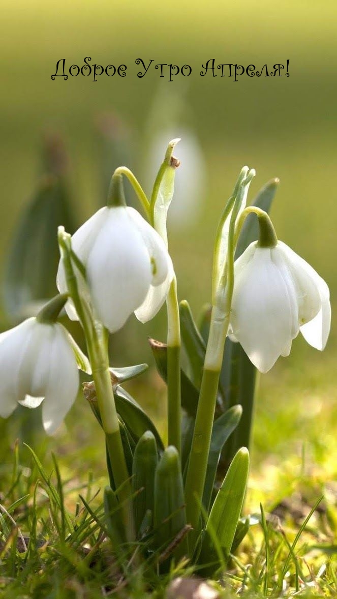 Доброе Утро Апреля!