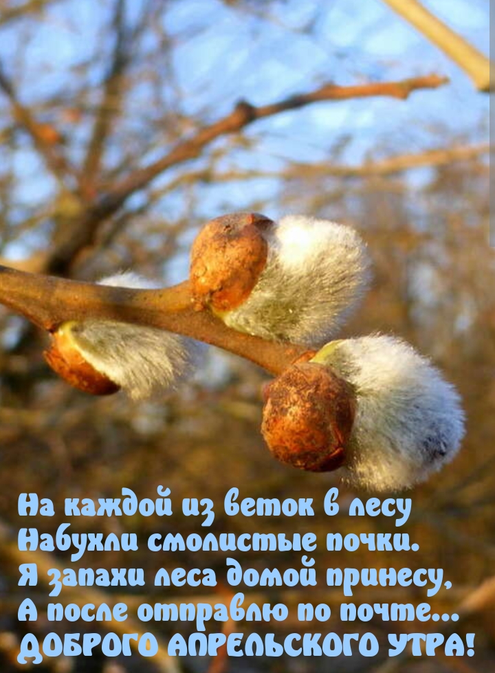 Доброго апрельского утра! Я запахи леса домой принесу