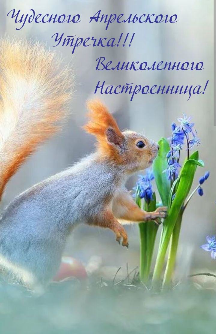 Чудесного Апрельского Утречка!!! Великолепного Настроенница!