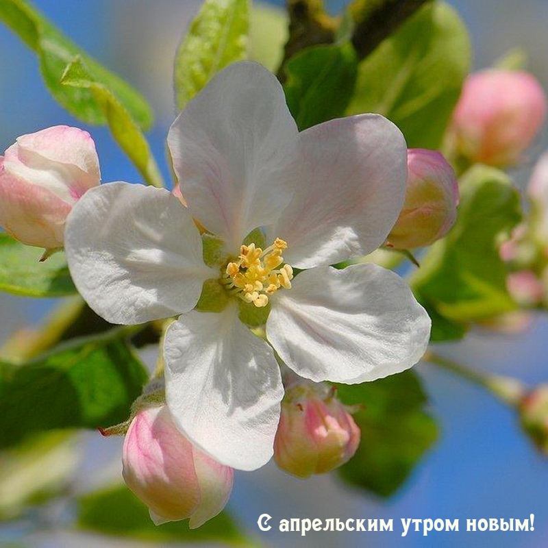 С апрельским утром новым!