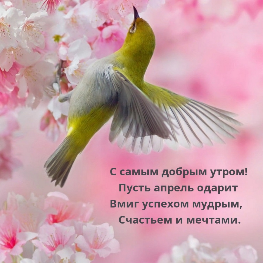 С самым добрым утром! Пусть апрель одарит вмиг успехом мудрым