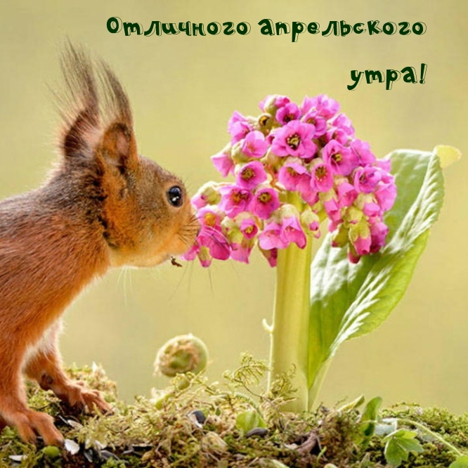Отличного апрельского утра!