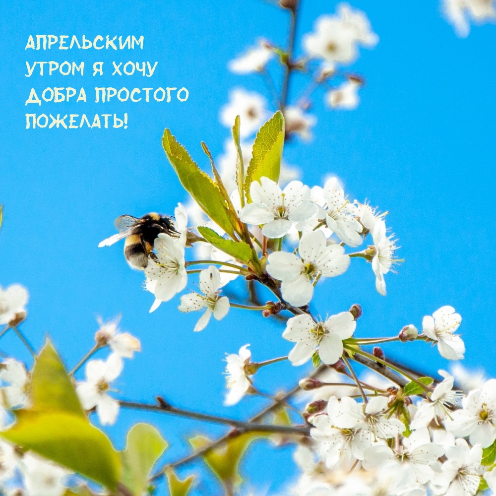Апрельским утром я хочу добра простого пожелать!