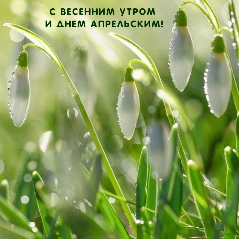 С Весенним утром и днем апрельским!