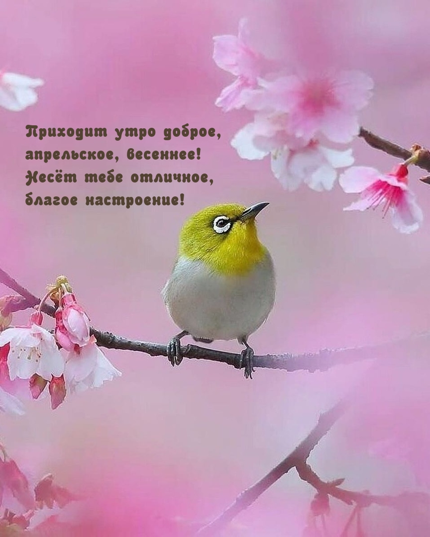 Приходит утро доброе, апрельское, весеннее!