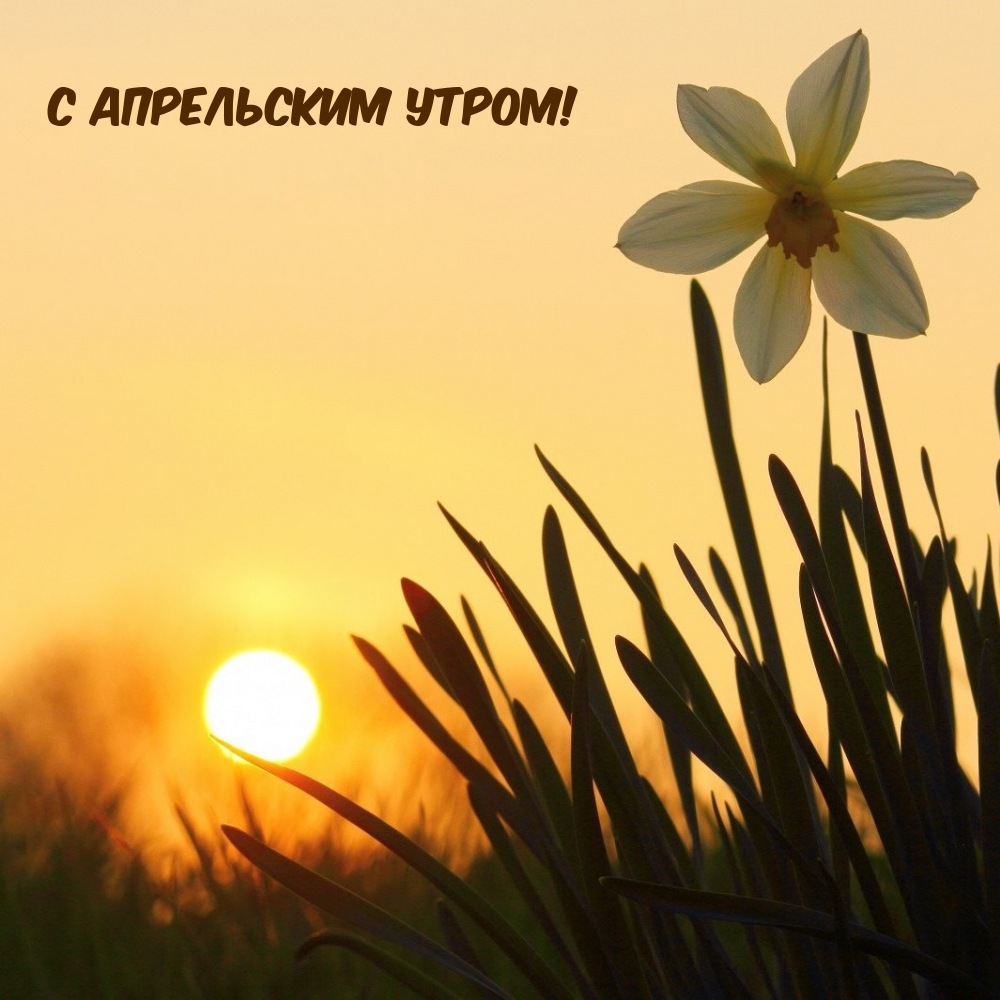 С апрельским утром!