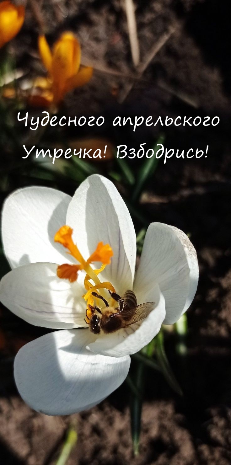 Чудесного апрельского утречка! Взбодрись! 