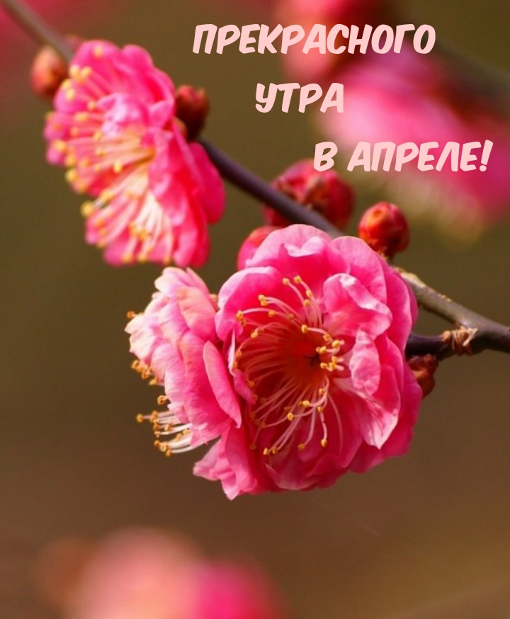 Прекрасного утра в апреле!