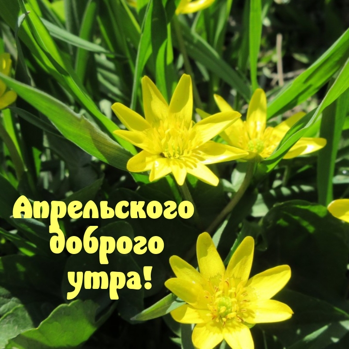 Апрельского доброго утра!
