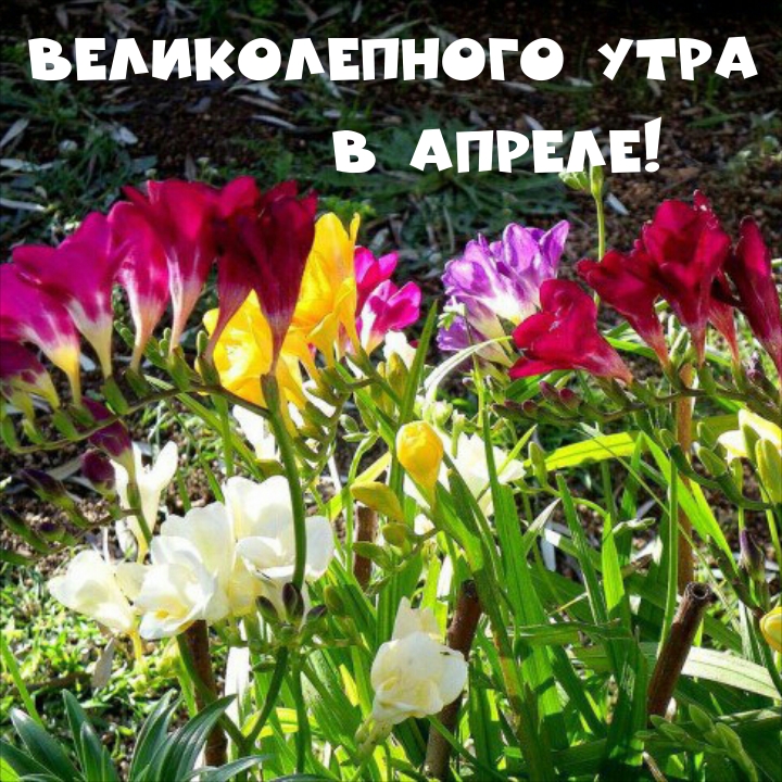 Великолепного утра в апреле!