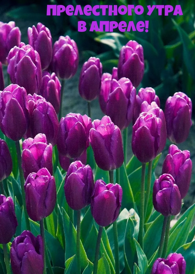 Прелестного утра в апреле!