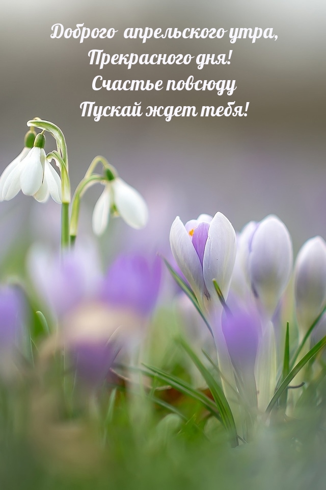 Доброго апрельского утра, Прекрасного дня!
