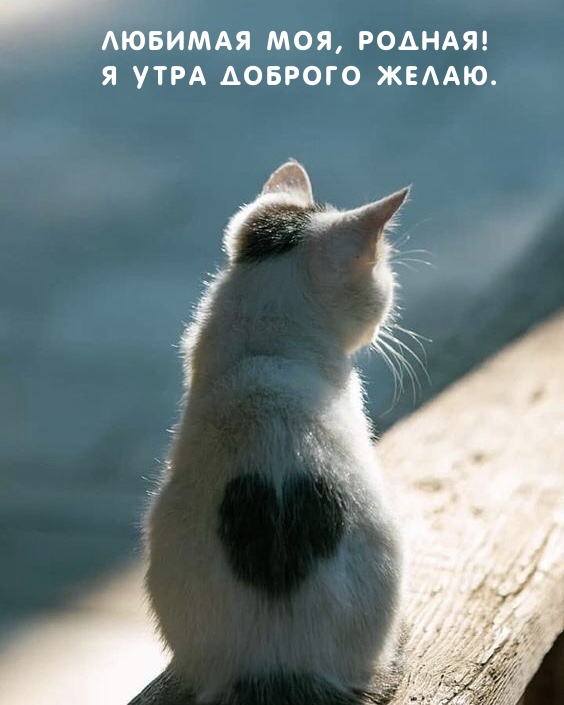 Любимая моя, родная! Я утра доброго желаю.