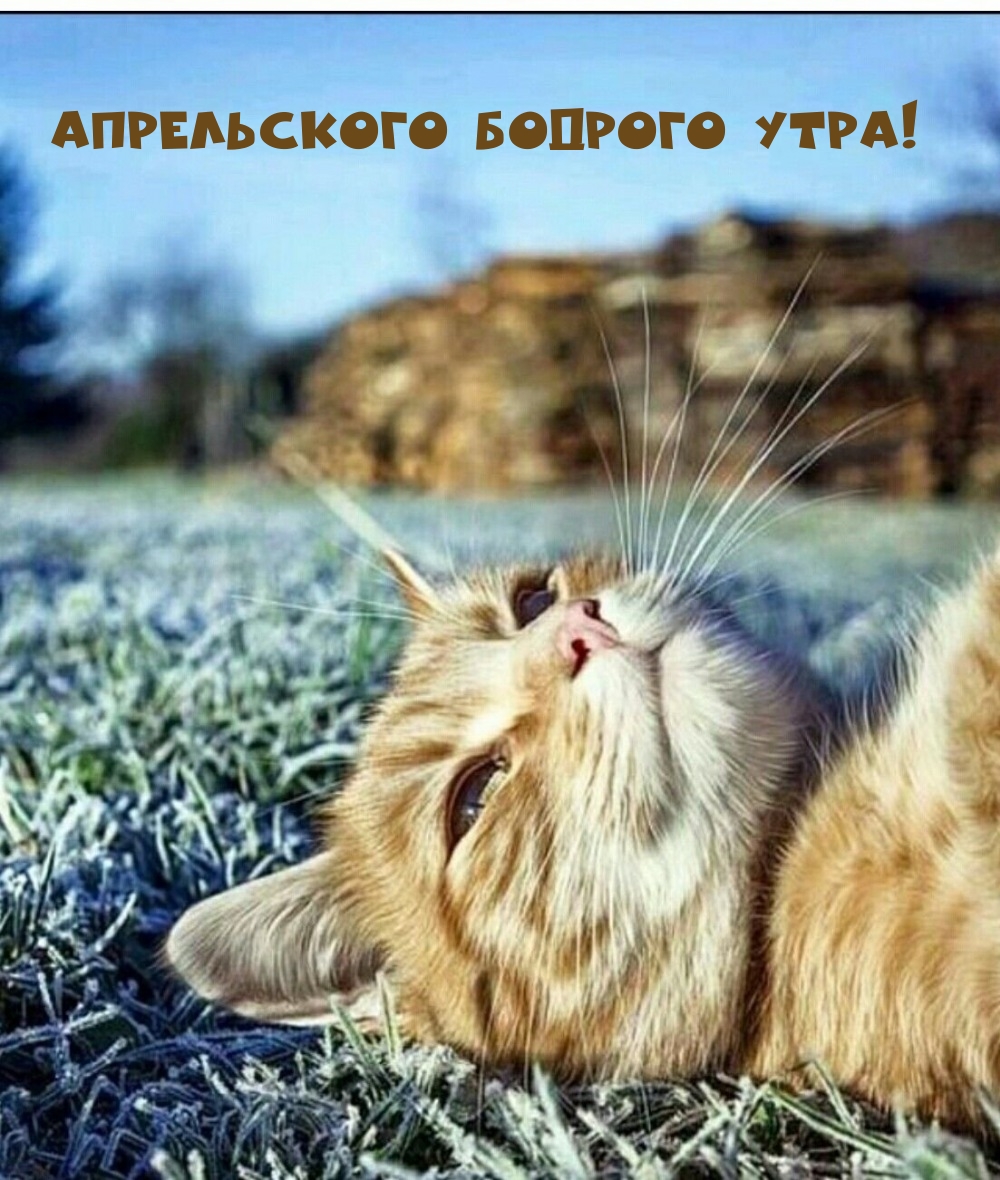 Апрельского бодрого утра!