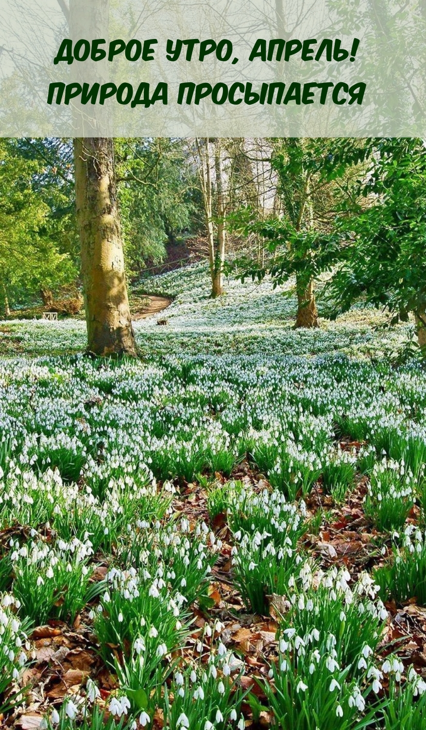 Доброе утро, апрель! Природа просыпается
