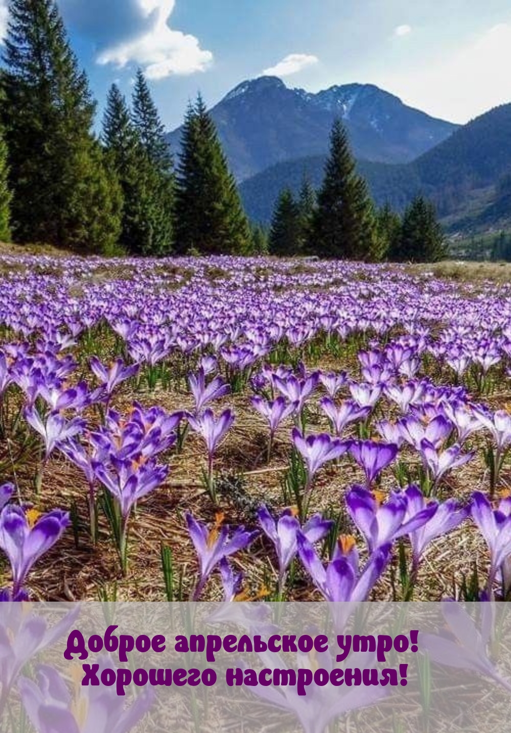 Доброе апрельское утро! Хорошего настроения!