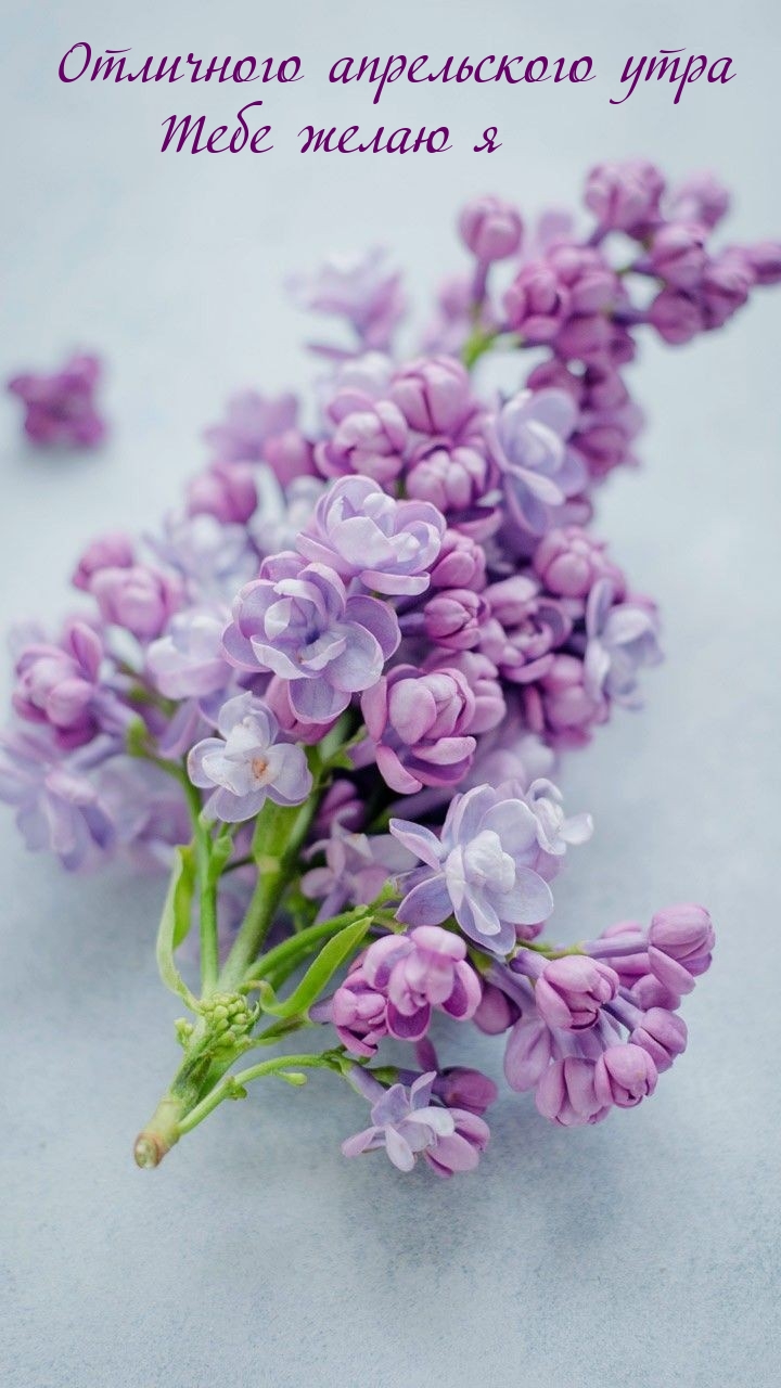 Отличного апрельского утра тебе желаю я