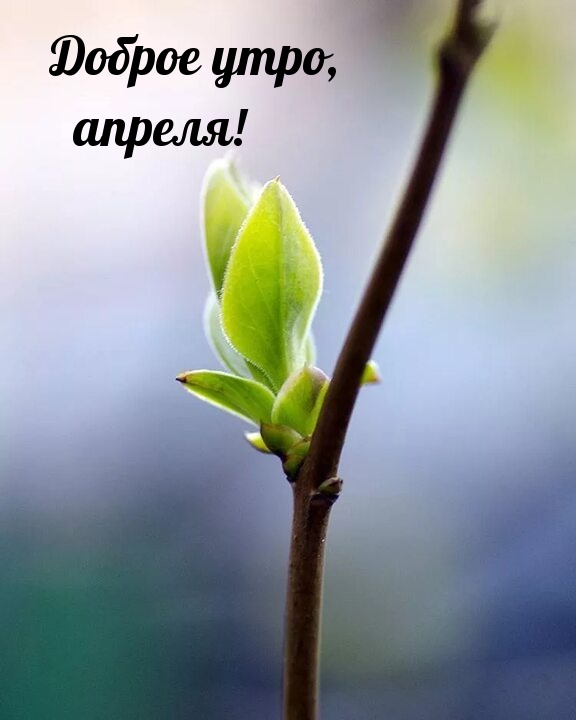 Доброе утро, апреля!