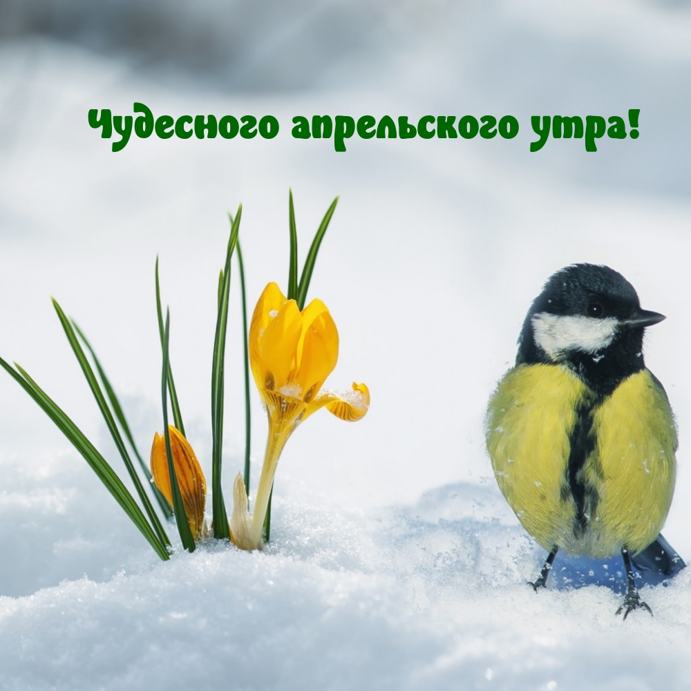 Чудесного апрельского утра!