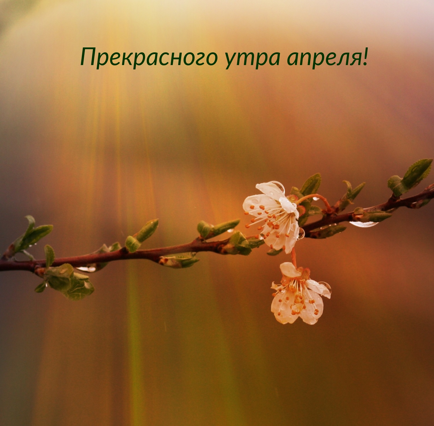 Прекрасного утра апреля!