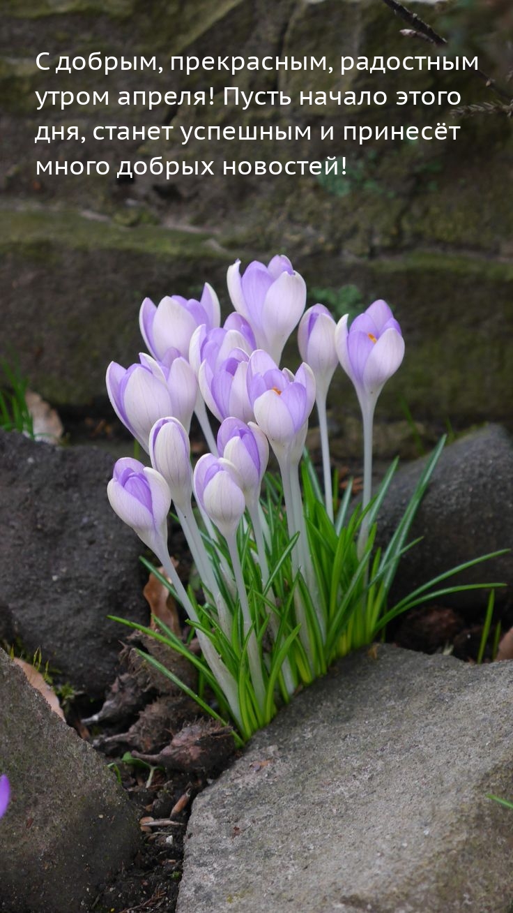 С добрым, прекрасным, радостным утром апреля!