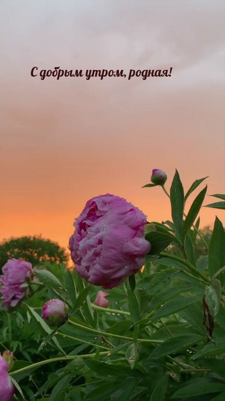 С добрым утром, родная!