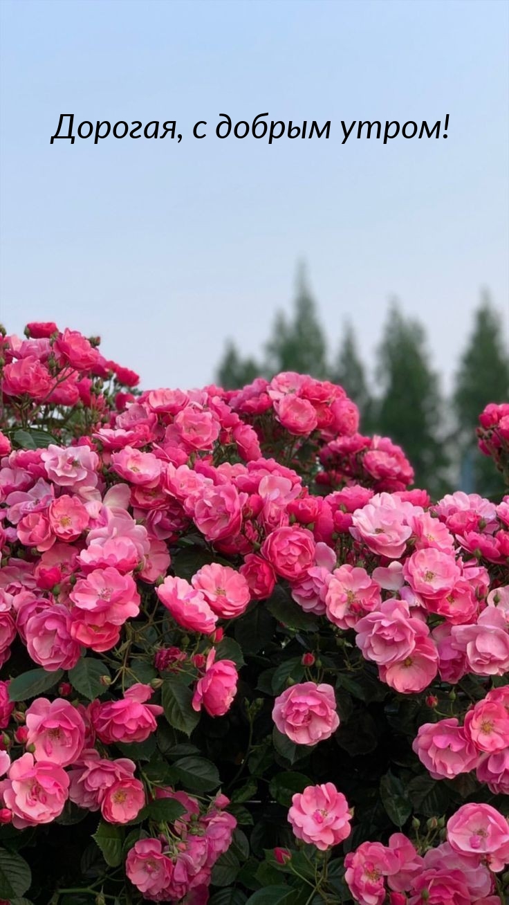 Дорогая, с добрым утром!