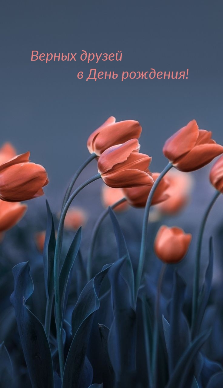 Верных друзей в День рождения! 
